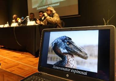 Presenta el Mude nueva especie de dinosaurio carnívoro descubierta en Coahuila