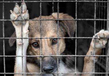 En Coahuila, aunque los índices están por debajo de la media nacional, el problema sigue siendo significativo.