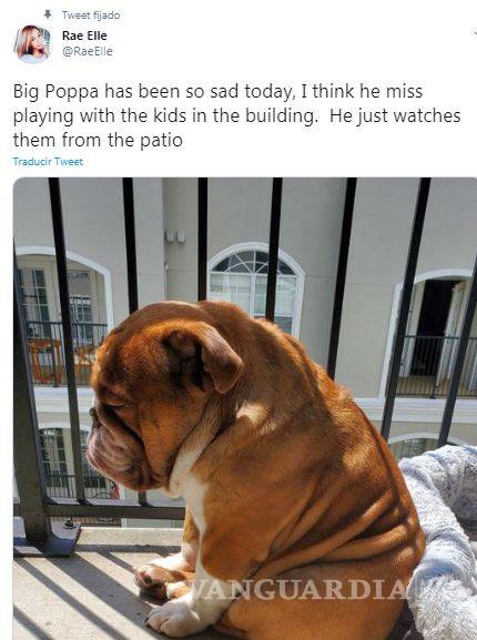 $!‘Big Poppa’, el perrito aburrido más adorable que verás esta cuarentena