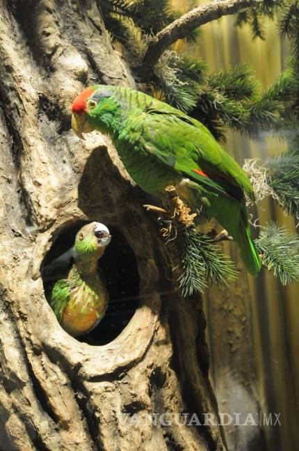 $!‘Aves de Coahuila’, grandiosa exposición en Saltillo