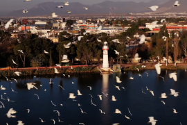 Cientos de garzas fueron captadas sobre el lago de la Ciudad Deportiva de Saltillo, en una video que se viralizó tras ser compartido por el creador de contenido Lico Zertuche.
