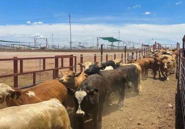 Operativos conjuntos han permitido detectar irregularidades en el traslado de ganado en Coahuila.