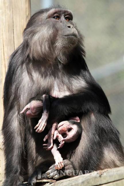 $!Captan espeluznante momento en el que un mono se come a su bebé muerto