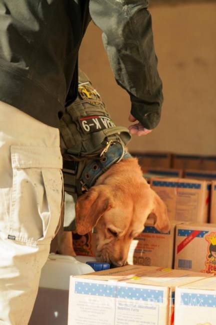 $!El binomio canino “Olivia” identifica paquetes con estupefacientes en las instalaciones de paquetería.