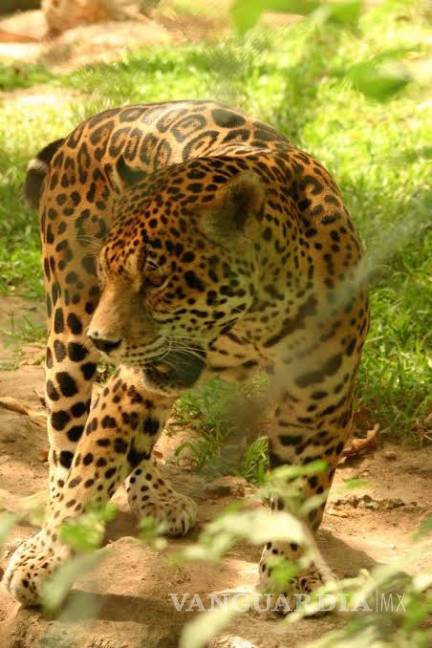 $!Cinco jaguares y cinco ocelotes se pasean por la selva de Cancún