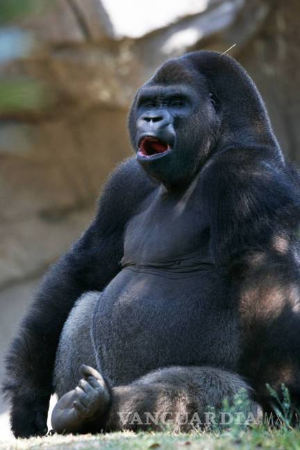 $!Suspenden a director de zoológico por muerte del gorila Bantú