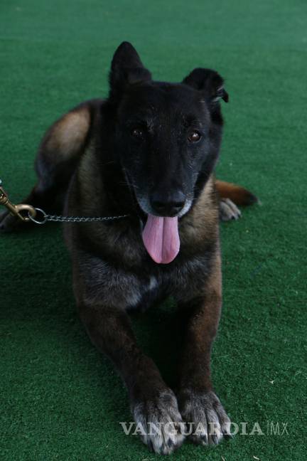 $!Unidades Caninas de las Fuerzas Armadas, indispensables en desastres naturales y combate a la delincuencia