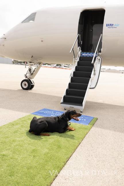 $!Un perro mientras espera al pie del escalón de entrada a uno de los aviones de esta aerolínea, una subsidiaria de BarkBox.