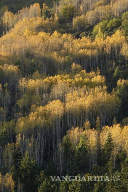 $!En el Día Mundial de la Fotografía, conoce a estos cinco artistas de la lente orgullosamente coahuilenses