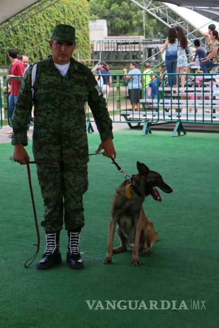 $!Unidades Caninas de las Fuerzas Armadas, indispensables en desastres naturales y combate a la delincuencia