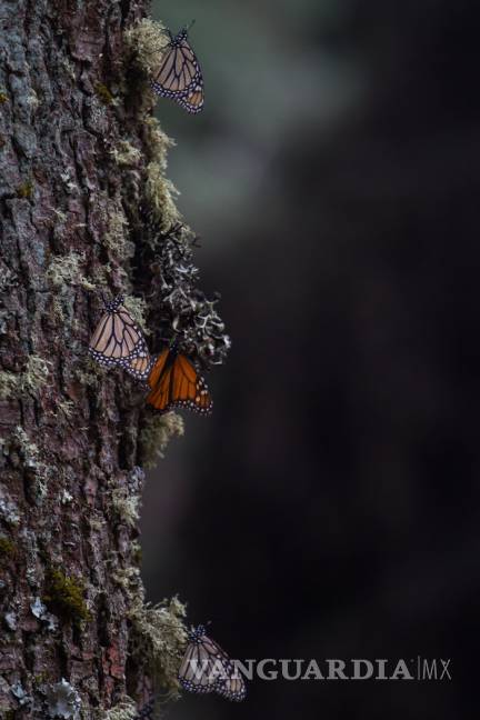 $!Cambio climático mata a la mariposa Monarca, dice México; científicos lo rechazan: es la tala