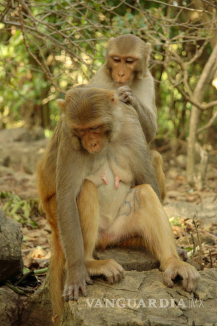 $!Investigación sugiere que algunos monos son propensos al aislamiento social