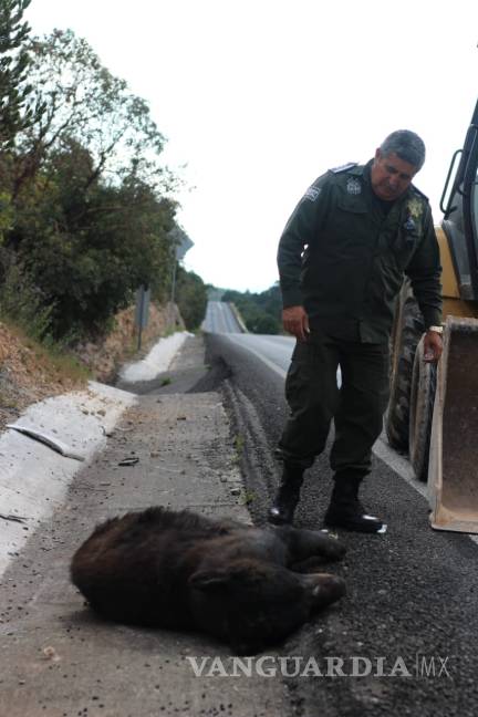 $!Localizan oso negro muerto sobre carretera 57; será usado con fines científicos
