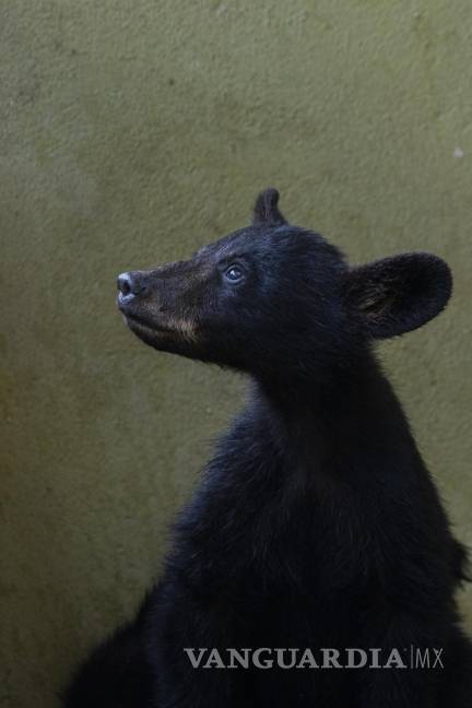 Cachorros huérfanos de osa atropellada ya no regresarán al entorno natural; evalúan lugares de resguardo