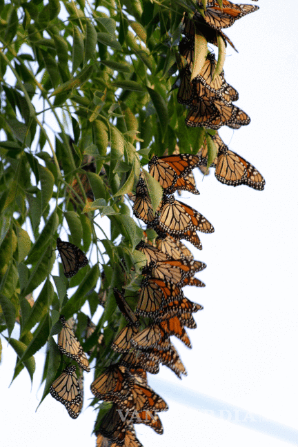 $!Firma Saltillo convenio trinacional en defensa de la mariposa monarca