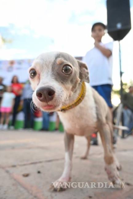 $!El festival canino reunió a decenas de mascotas en un ambiente de alegría y responsabilidad.
