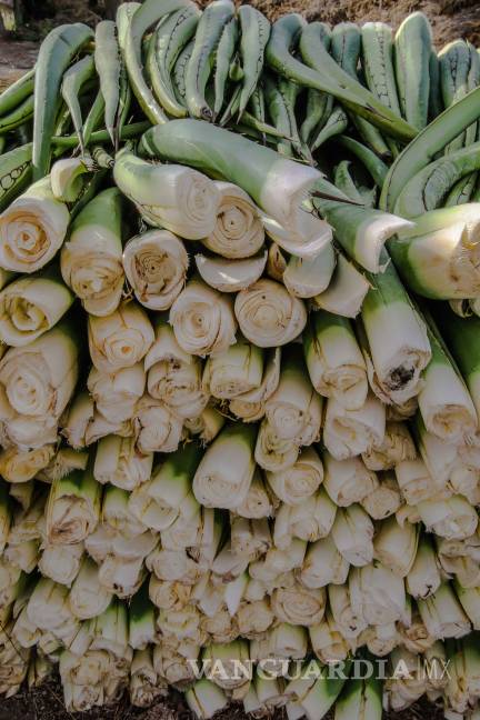 $!Lechuguilla, sobreviviente del desierto