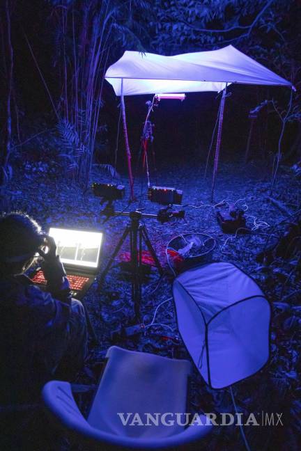 $!Esta foto de 2022 muestra los experimentos sobre el efecto de las luces artificiales en los insectos voladores silvestres en Monteverde, Costa Rica.