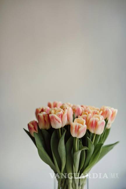 $!Tulipa contiene aproximadamente 150 especies e innumerables cantidades de híbridos y cultivares