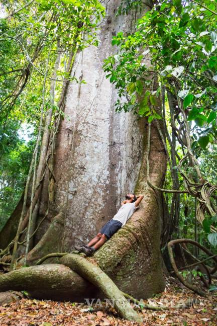 $!Viajero recostado sobre las raíces de un árbol amazónico, en Brasil.