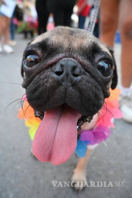 $!El festival canino reunió a decenas de perros en un ambiente de alegría y respeto hacia los animales.