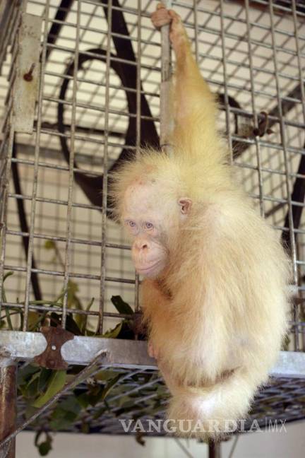 $!Una orangutana albina de Indonesia recibe el nombre de “Alba&quot;
