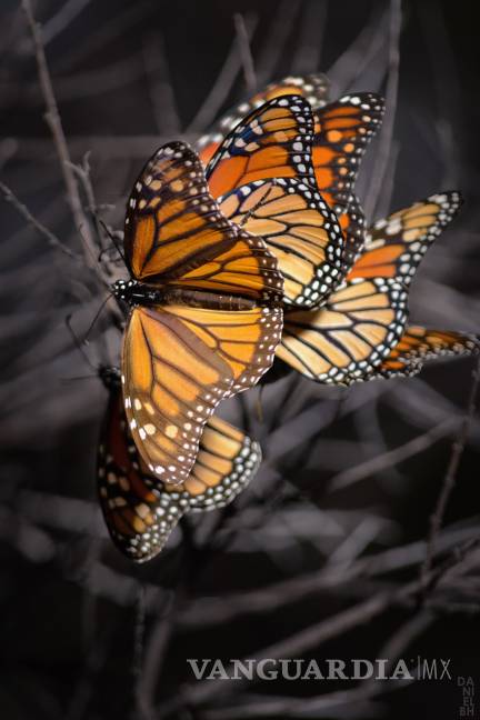$!La mariposa Monarca pinta de naranja el cielo de Saltillo