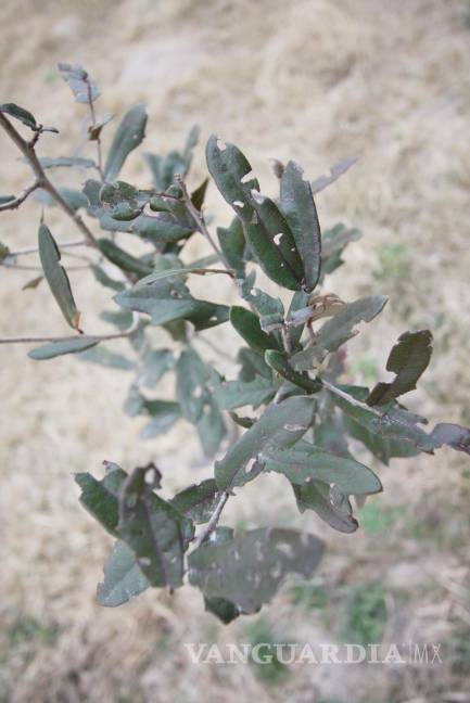 $!Después de 7 años se seca 'El Muro Verde' de Piedras Negras por falta de atención