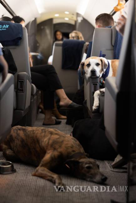 $!Fotografía cedida por 'Bark Air' donde aparecen varios perros a bordo de un avión de esta aerolínea, una subsidiaria de BarkBox.