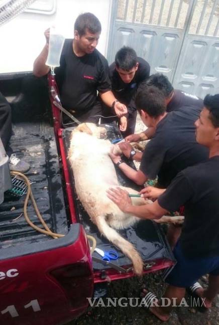 $!Dayko, el perro que ayudó a salvar vidas en Ecuador, muere durante misión