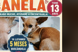 Canela es pequeña, de pelaje café, con canas en el rostro y llevaba un collar rojo con huellitas amarillas y azules.