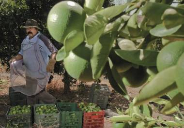 Cuadrillas de limoneros regresaron a las huertas, por lo que las empacadoras comenzaron a enviar el cítrico a los mercados.