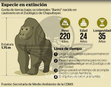 $!Muere 'Bantú', gorila macho único en su especie en México; iba a reproducirse