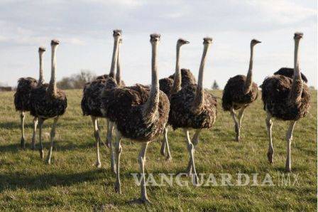 $!Exhiben mataderos de avestruces para marca de bolsos