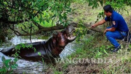 $!Hipopótamos de Pablo Escobar vivirán en la tierra de ‘El Chapo’