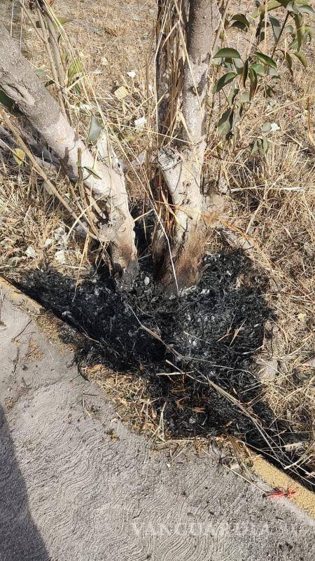 $!La persona señalada por los padres de familia prendía fuego a los tambos con basura, árboles y pasto.