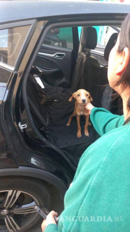 $!Rescatan a perritos en avanzado estado de desnutrición en Monterrey