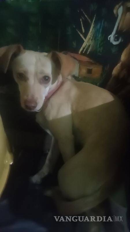 $!Autoridades y asociaciones rescatistas reiteraron el llamado a evitar el uso de pirotecnia y a reforzar medidas de protección para los animales durante celebraciones, a fin de prevenir extravíos y situaciones de riesgo.