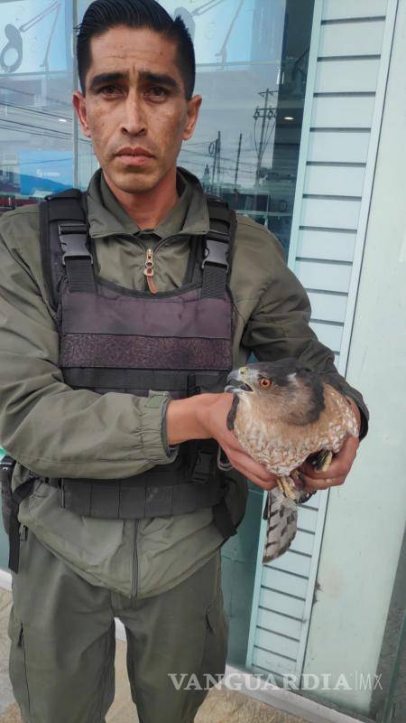$!El oficial Isidro Barrios aseguró cuidadosamente al halcón peregrino en los locales comerciales de la plaza Echeverría.