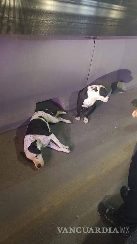 $!La perrita estaba herida y el perrito estaba muy asustado, a ambos los atendió un veterinario