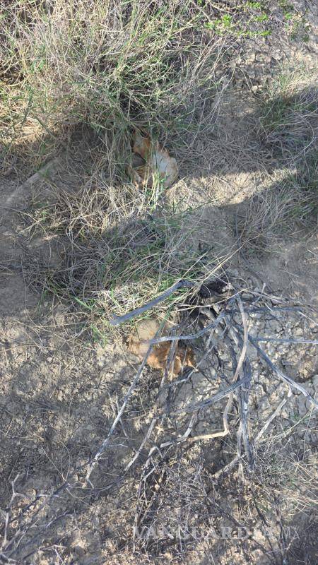 $!Personal de Servicios Periciales realizó el levantamiento de restos en estado de descomposición localizados debajo de un árbol, a un costado de la carretera libre Saltillo–Torreón.