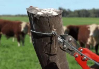 Dirección de Desarrollo Rural afirma que no se han presentado denuncias.