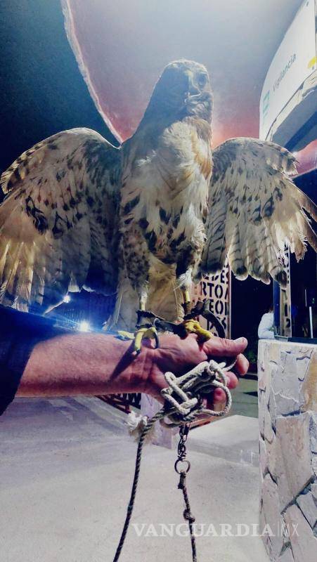 $!Se inició una carpeta de investigación por el delito de maltrato animal y tráfico.