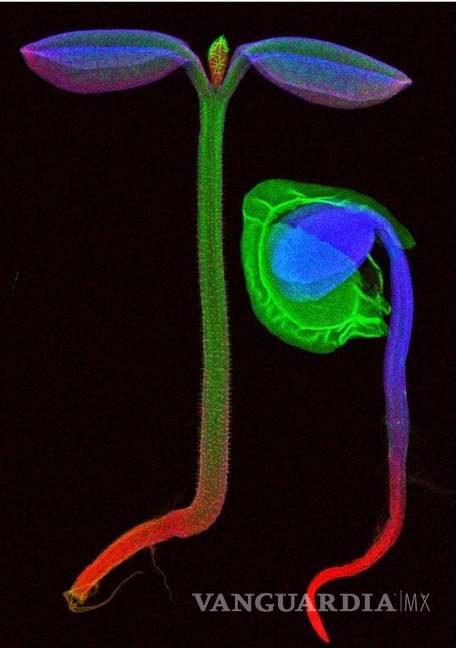 $!Imagen de microscopía de fluorescencia de rayos X de plántulas de Alyssum murale. Los colores denotan diferentes elementos: el rojo muestra potasio, calcio verde y níquel azul. EFE/University of Queensland