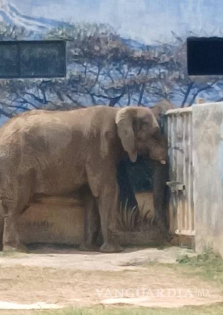$!Ella es Monty, la elefanta huérfana y solitaria, dándose de topes en la pared, esperando la muerte, como le sucedió a su mamá. Sus colmillos ya desaparecieron. Sabrá el Dios de Spinoza donde esta.