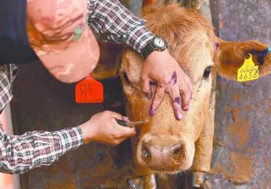 A más de un año y un mes del cierre de la frontera, el sector ganadero nacional se ha visto afectado.
