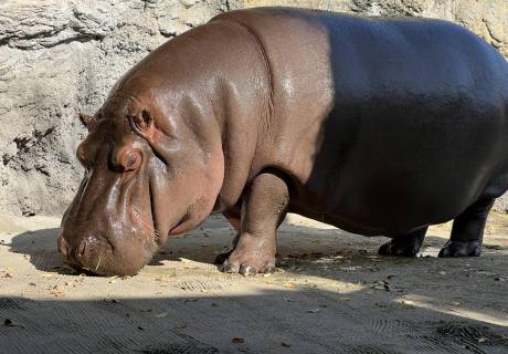 Gen-chan, un hipopótamo residente en el zoo Tennoji de Osaka, fue enviado desde un parque en México como macho y criado como tal, aunque un test de ADN ha revelado que se trata de una hembra.