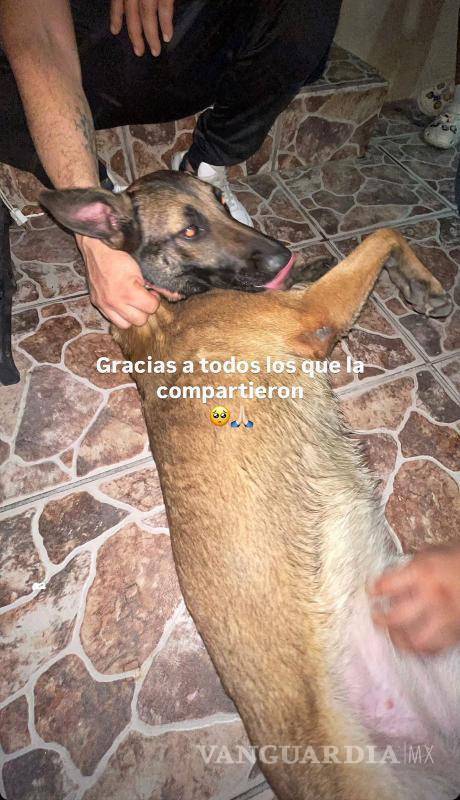 $!Después de casi una semana desaparecida, Becka regresó con su familia gracias al reporte de una ciudadana que reconoció a la perrita tras ver la publicación difundida en redes sociales.