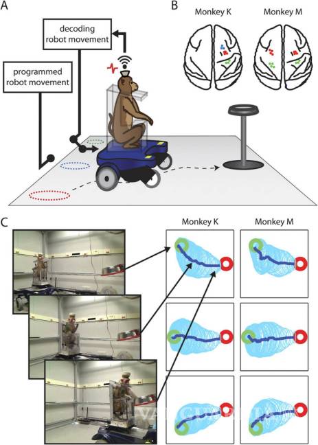 $!Monos consiguen mover silla de ruedas con fuerza de la mente