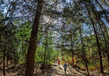 Revelan que venta es impulsada por fraudes, omisiones legales y un mercado informal que opera incluso en redes sociales.